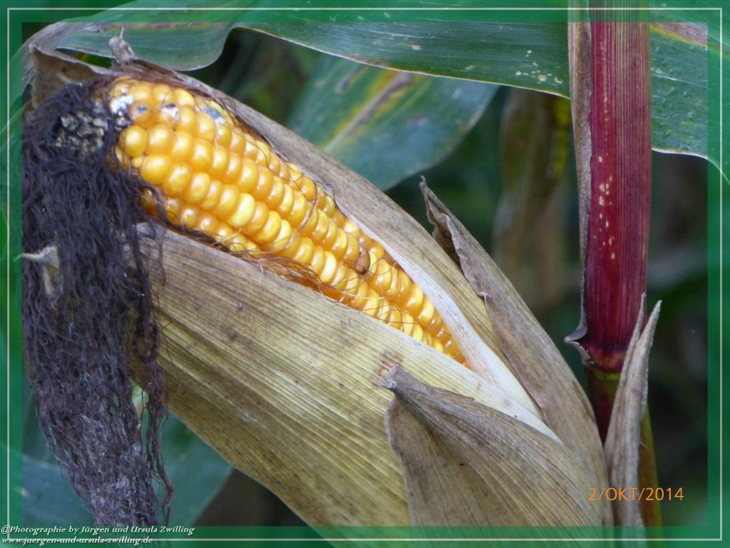 Philosophische Bildwanderung Hiwweltour-Tiefenthaler Höhe