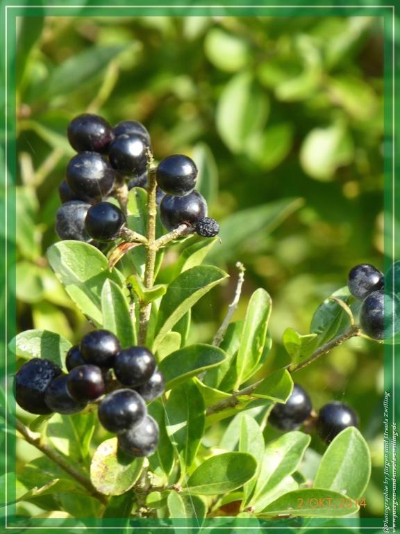 Philosophische Bildwanderung Hiwweltour-Tiefenthaler Höhe