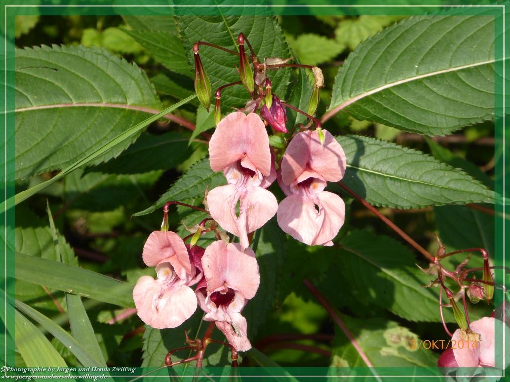 Philosophische Bildwanderung Hiwweltour-Tiefenthaler Höhe