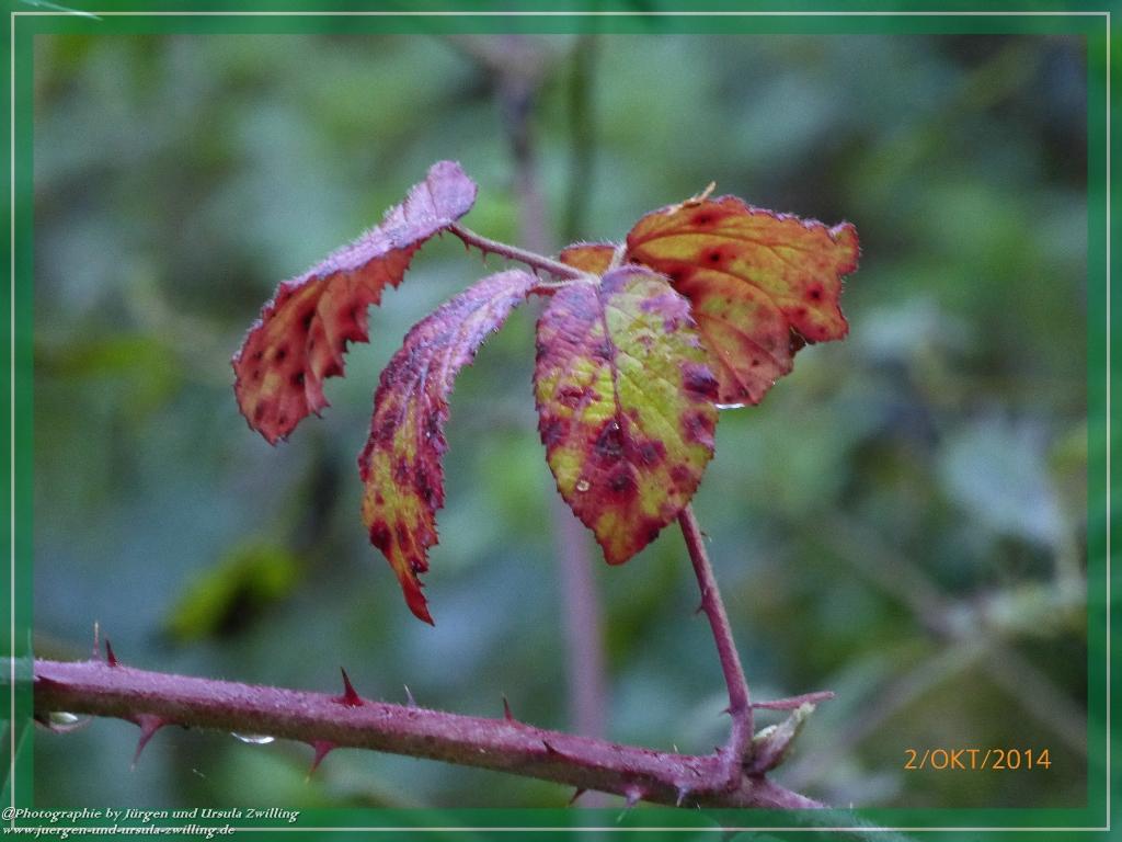 Philosophische Bildwanderung Hiwweltour-Tiefenthaler Höhe