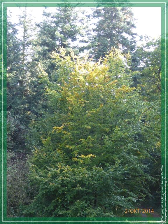 Philosophische Bildwanderung Hiwweltour-Tiefenthaler Höhe