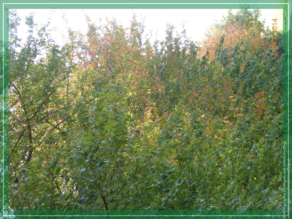 Philosophische Bildwanderung Hiwweltour-Tiefenthaler Höhe