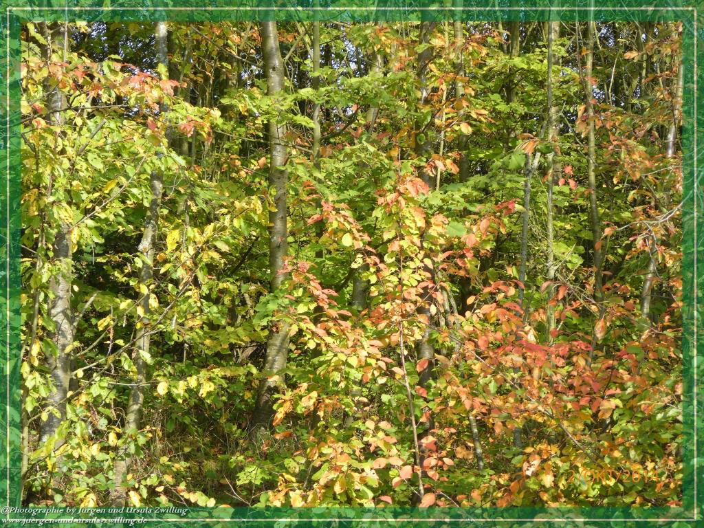 Philosophische Bildwanderung Hiwweltour-Tiefenthaler Höhe