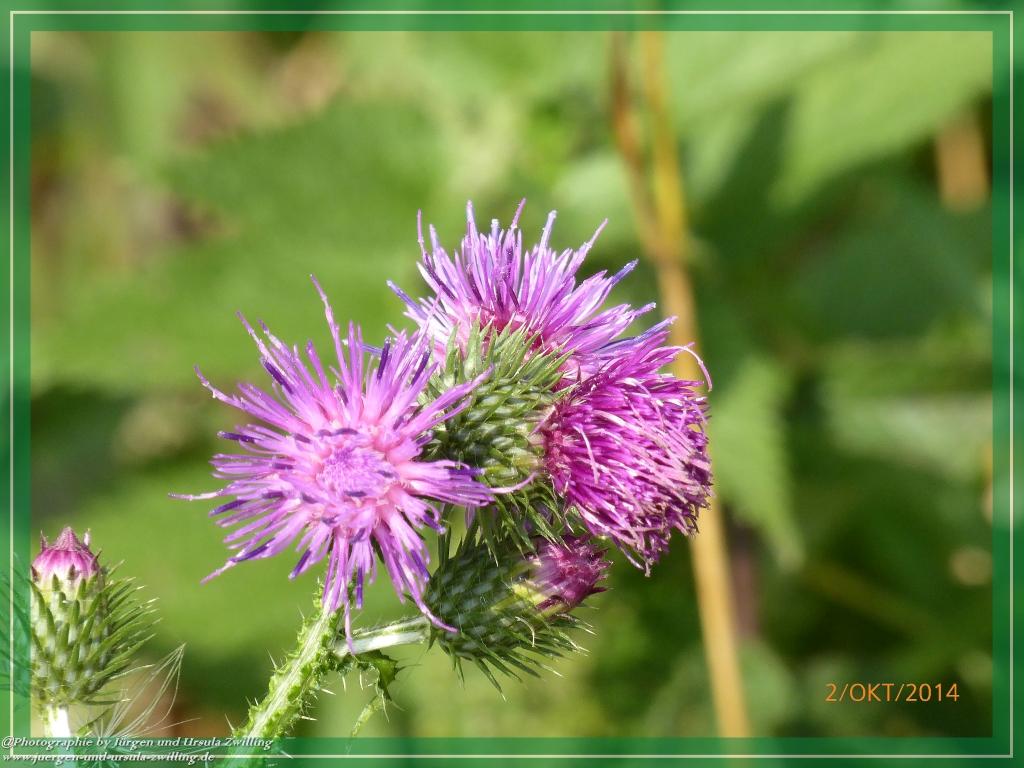 Philosophische Bildwanderung Hiwweltour-Tiefenthaler Höhe