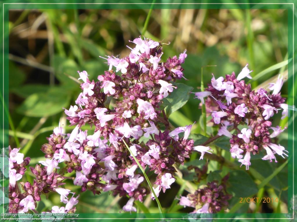 Philosophische Bildwanderung Hiwweltour-Tiefenthaler Höhe