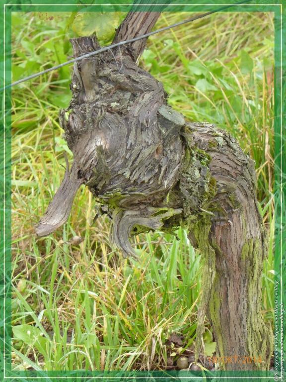 Philosophische Bildwanderung Hiwweltour-Heideblick