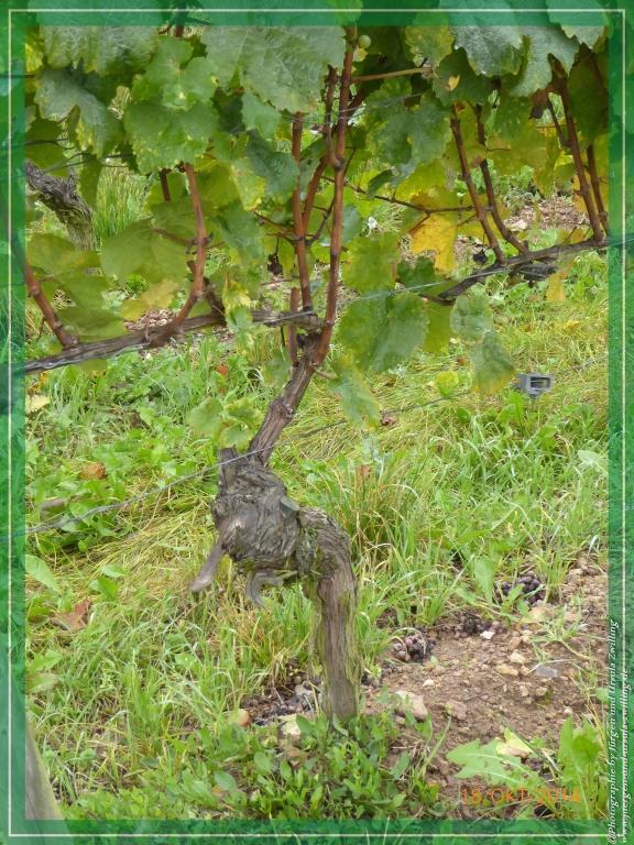 Philosophische Bildwanderung Hiwweltour-Heideblick