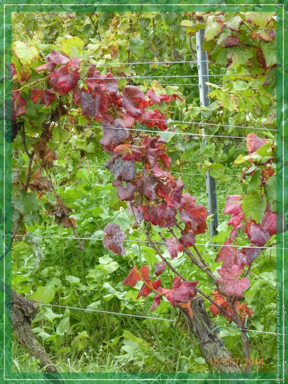 Philosophische Bildwanderung Hiwweltour-Heideblick