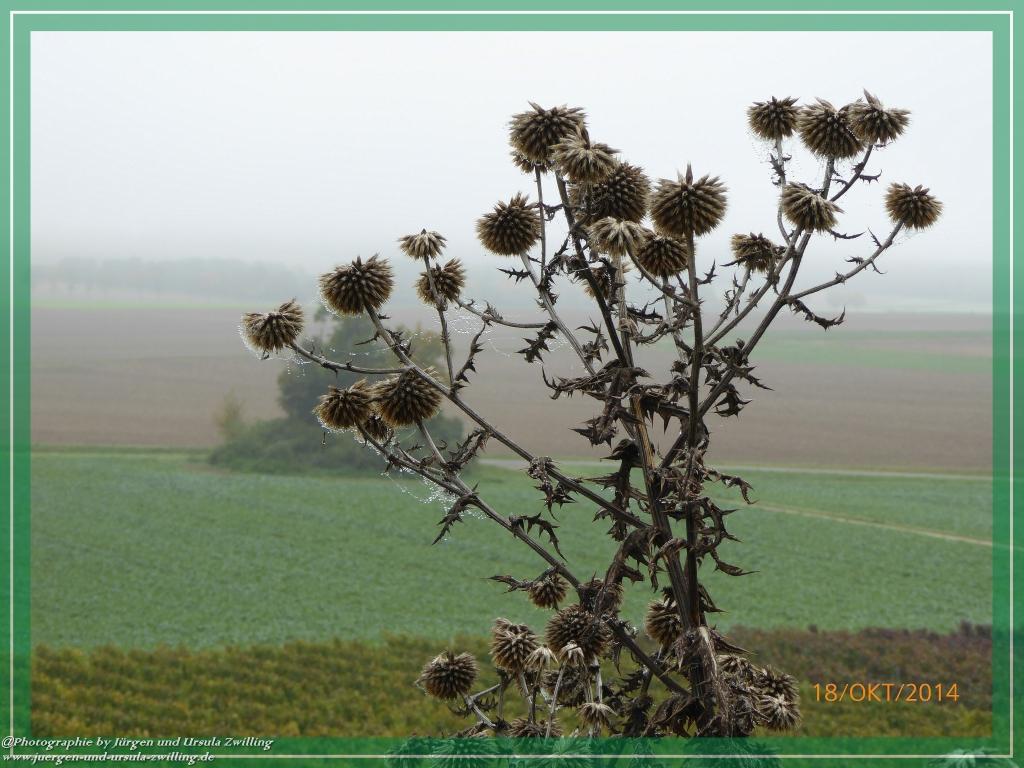 Philosophische Bildwanderung Hiwweltour-Heideblick