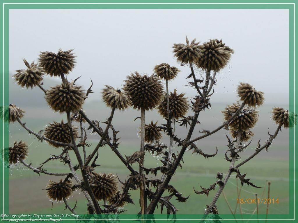 Philosophische Bildwanderung Hiwweltour-Heideblick
