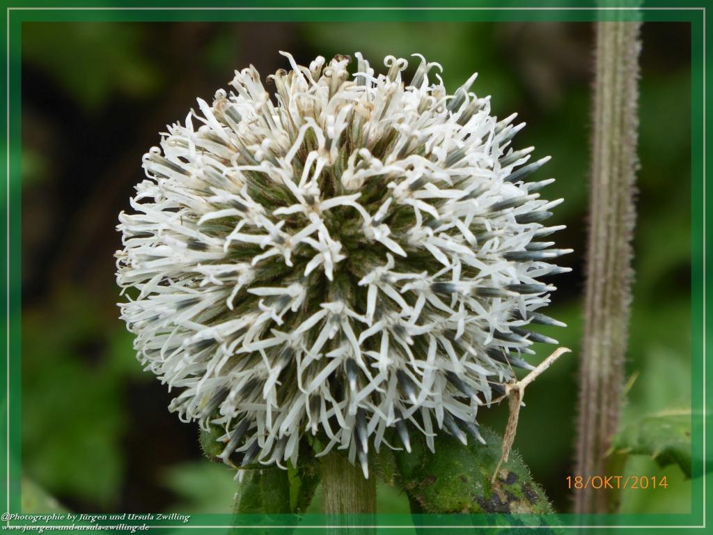 Philosophische Bildwanderung Hiwweltour-Heideblick