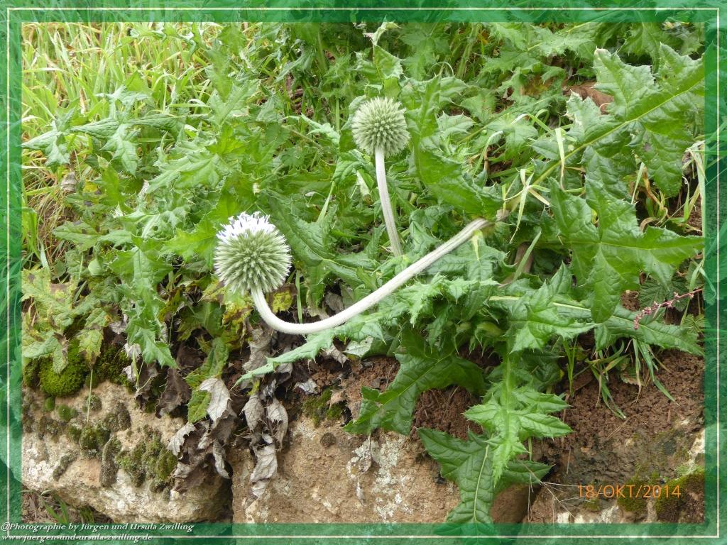 Philosophische Bildwanderung Hiwweltour-Heideblick