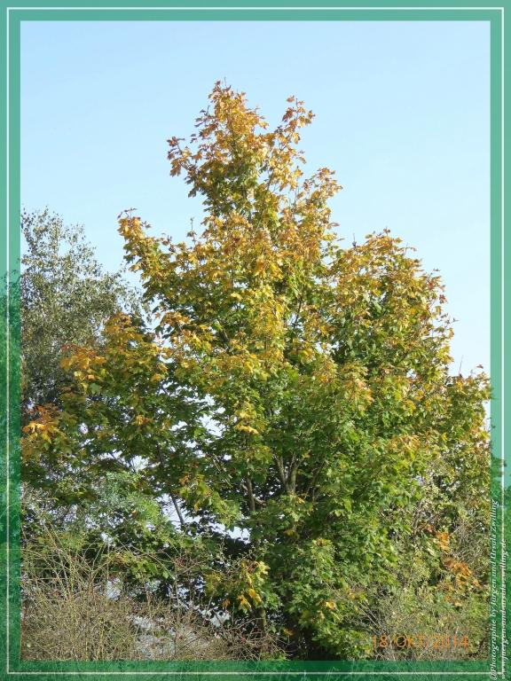 Philosophische Bildwanderung Hiwweltour-Heideblick