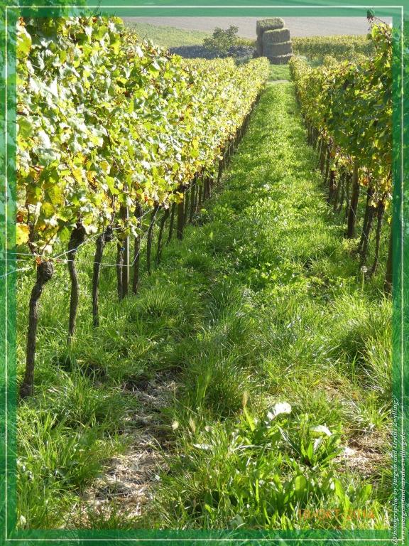 Philosophische Bildwanderung Hiwweltour-Heideblick