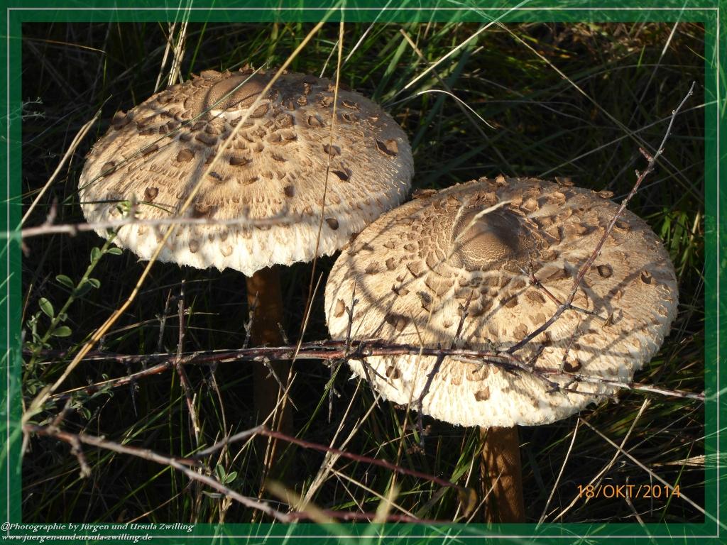 Philosophische Bildwanderung Hiwweltour-Heideblick