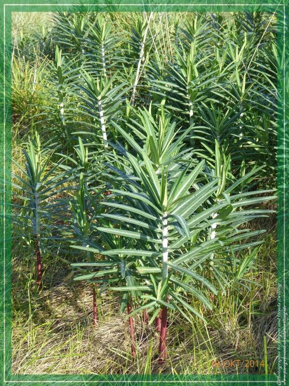 Philosophische Bildwanderung Hiwweltour-Heideblick