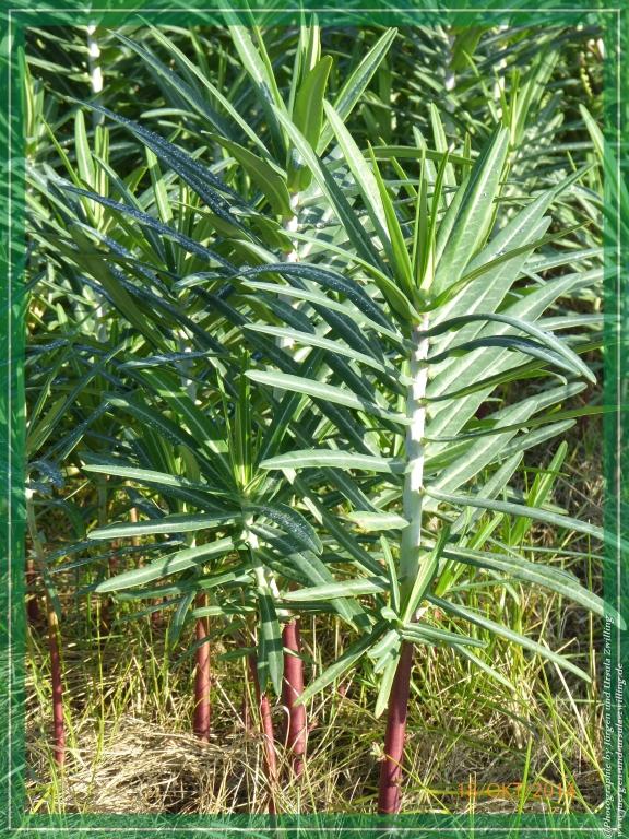 Philosophische Bildwanderung Hiwweltour-Heideblick