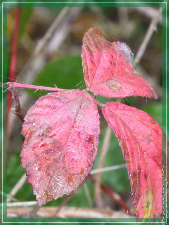 Philosophische Bildwanderung Hiwweltour-Eichelberg