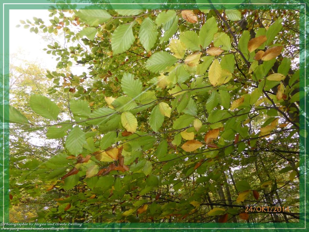 Philosophische Bildwanderung Hiwweltour-Eichelberg