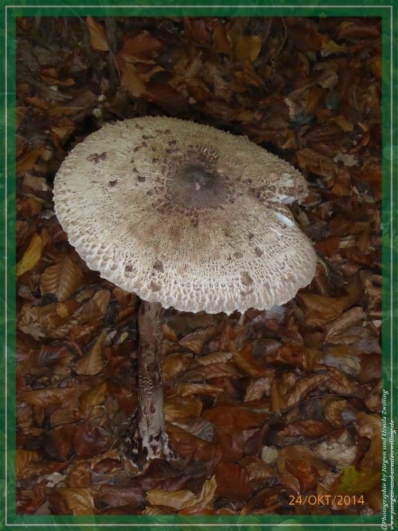 Philosophische Bildwanderung Hiwweltour-Eichelberg