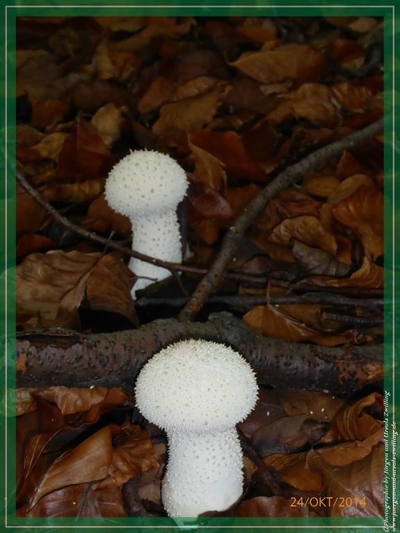 Philosophische Bildwanderung Hiwweltour-Eichelberg