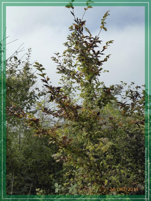 Philosophische Bildwanderung Hiwweltour-Eichelberg