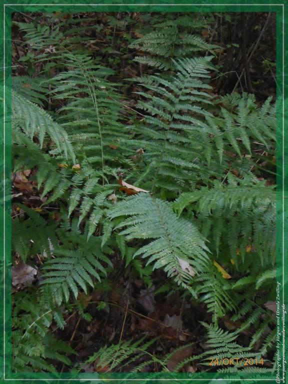 Philosophische Bildwanderung Hiwweltour-Eichelberg