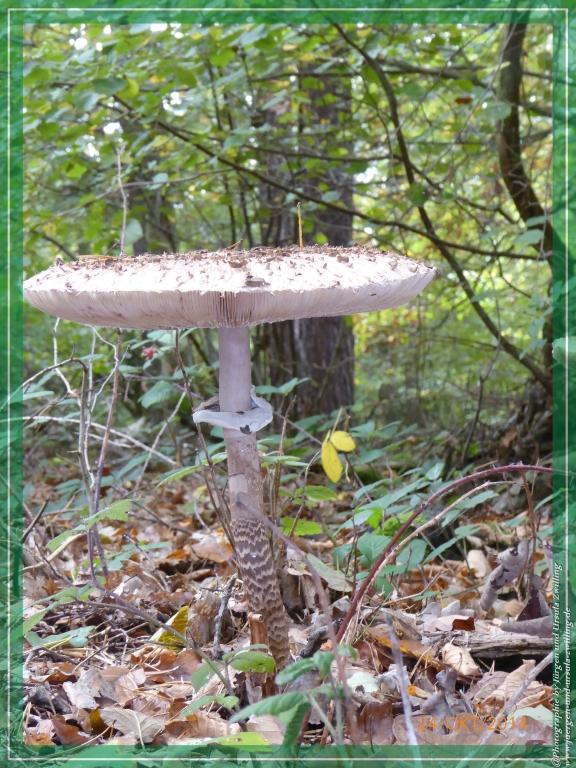 Philosophische Bildwanderung Hiwweltour-Eichelberg