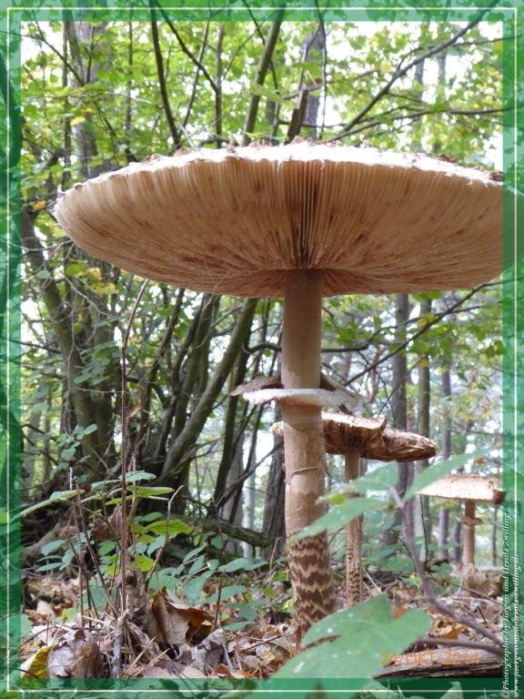 Philosophische Bildwanderung Hiwweltour-Eichelberg