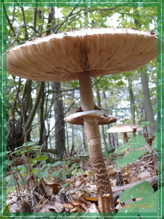 Philosophische Bildwanderung Hiwweltour-Eichelberg