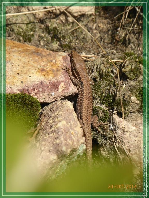 Philosophische Bildwanderung Hiwweltour-Eichelberg
