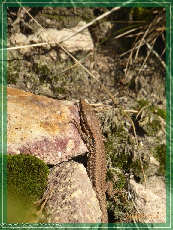 Philosophische Bildwanderung Hiwweltour-Eichelberg