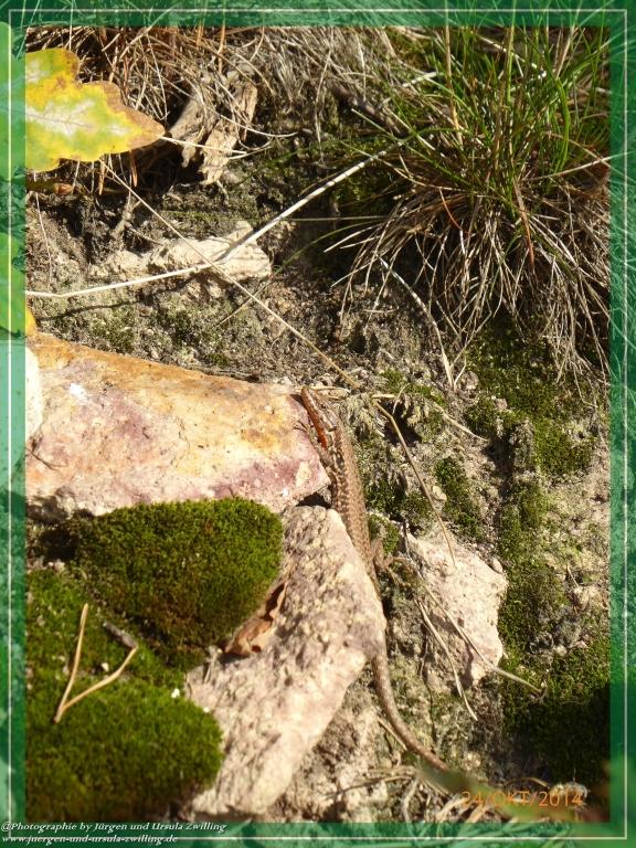 Philosophische Bildwanderung Hiwweltour-Eichelberg