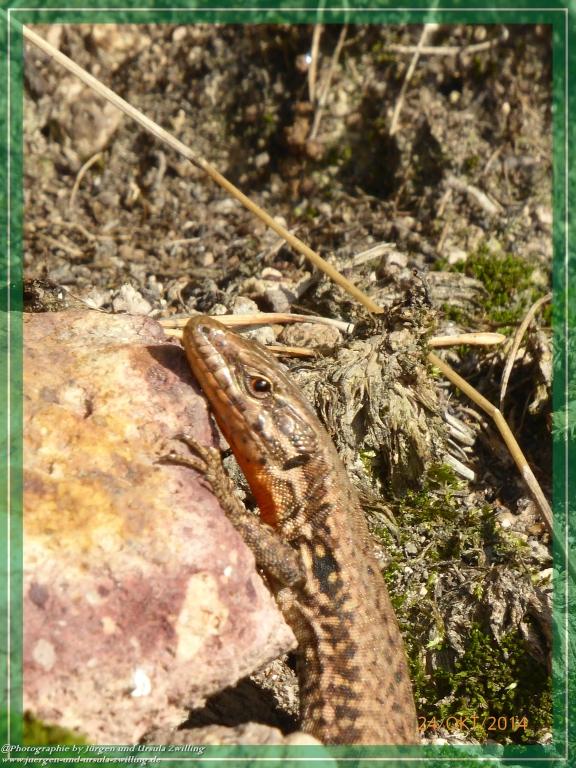Philosophische Bildwanderung Hiwweltour-Eichelberg