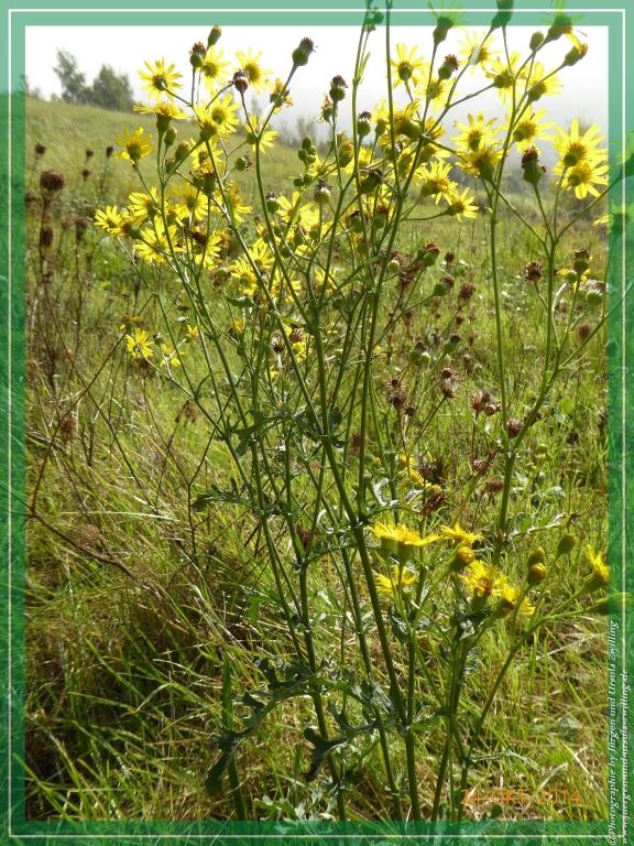 Philosophische Bildwanderung Hiwweltour-Eichelberg