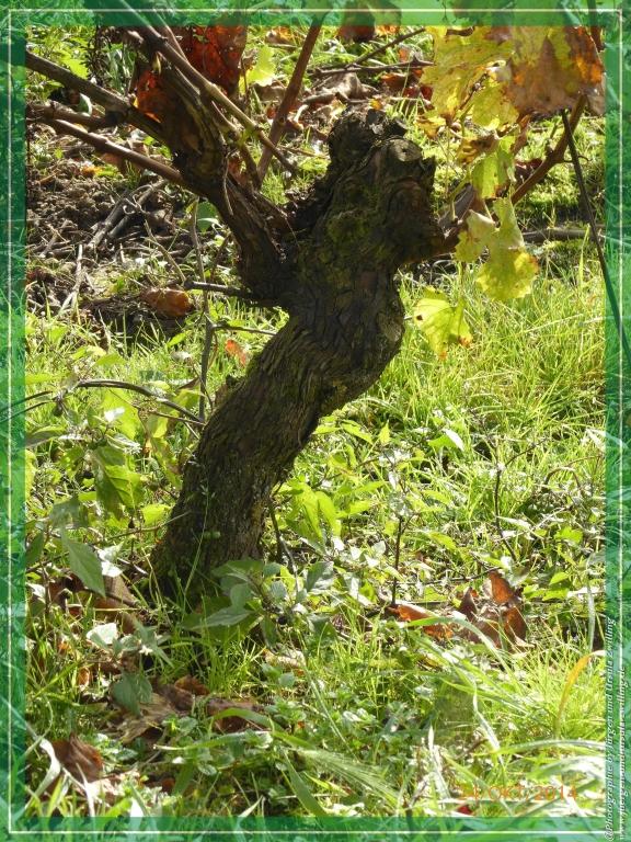 Philosophische Bildwanderung Hiwweltour-Eichelberg