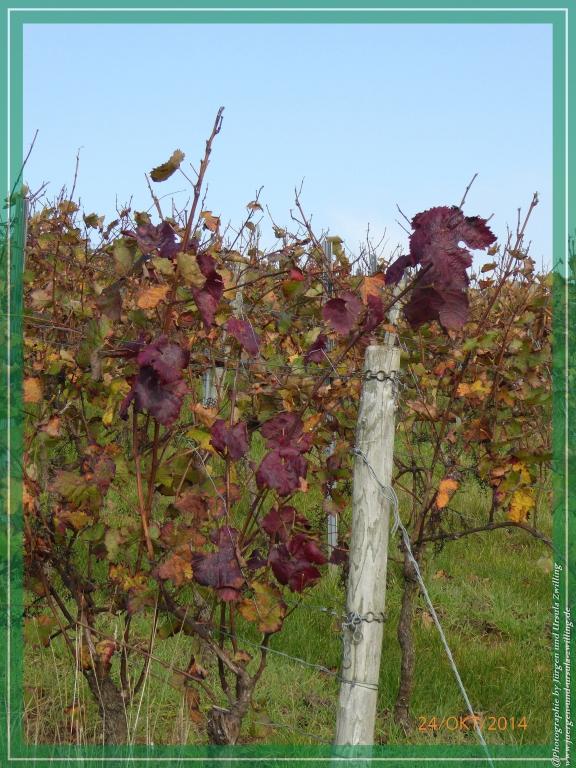 Philosophische Bildwanderung Hiwweltour-Eichelberg