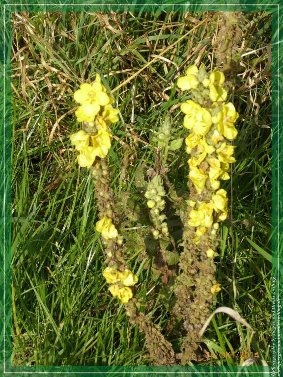 Philosophische Bildwanderung Hiwweltour-Eichelberg