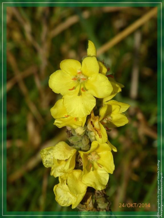 Philosophische Bildwanderung Hiwweltour-Eichelberg