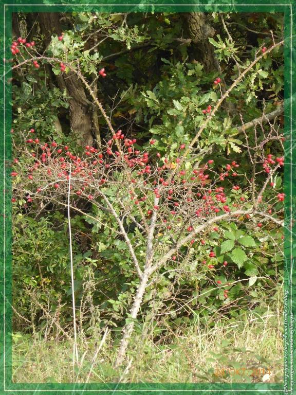 Philosophische Bildwanderung Hiwweltour-Eichelberg