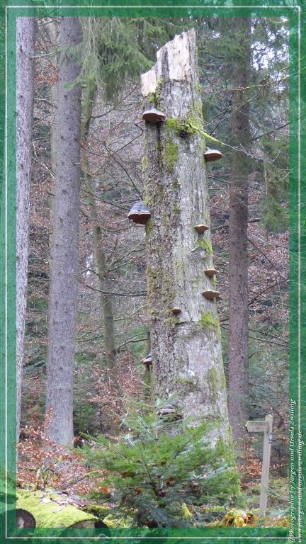 Philosophische Bildwanderung Panoramaweg Erbach - Michelstadt - Grafenschloss,Fachwerk und Panorama - Odenwald