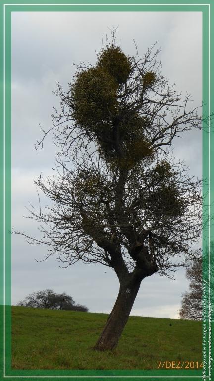 Philosophische Bildwanderung Panoramaweg Erbach - Michelstadt - Grafenschloss,Fachwerk und Panorama - Odenwald