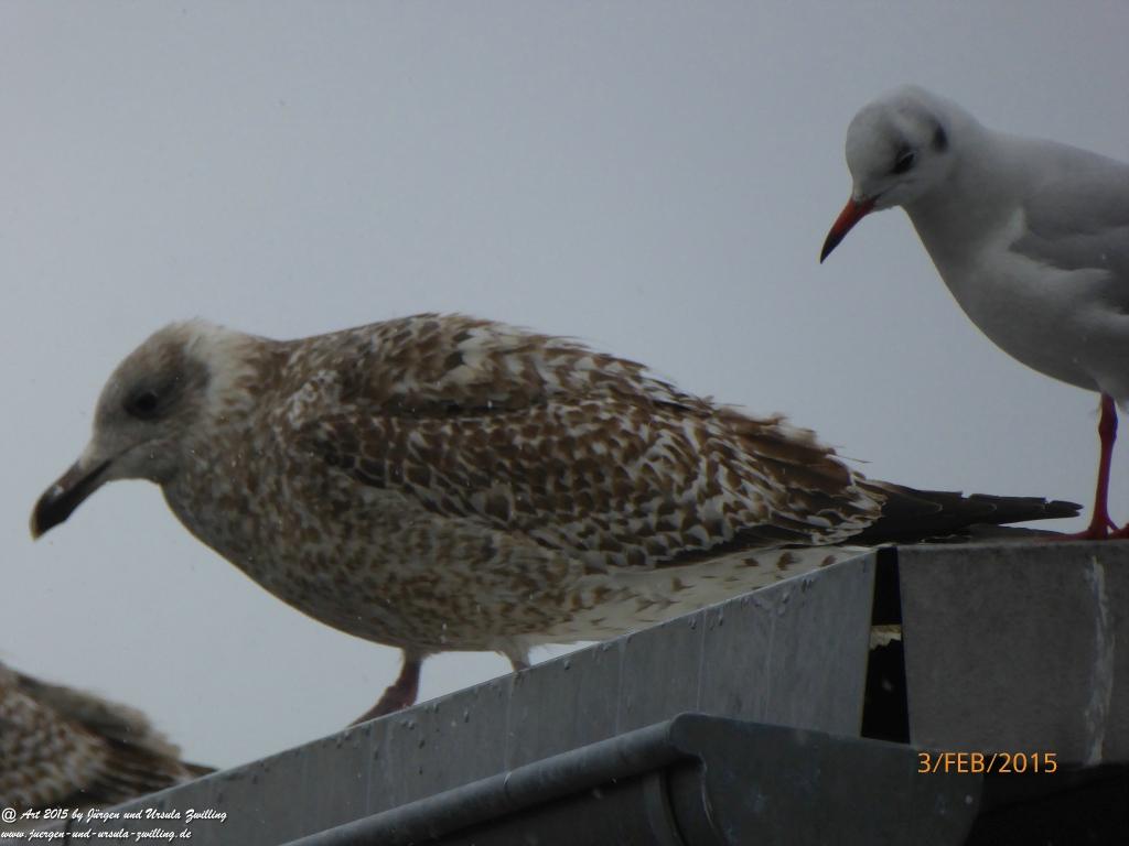 Philosophische Bildwanderung Timmendorfer Strand - Brodtener Steilufer - Travemünde Ostsee