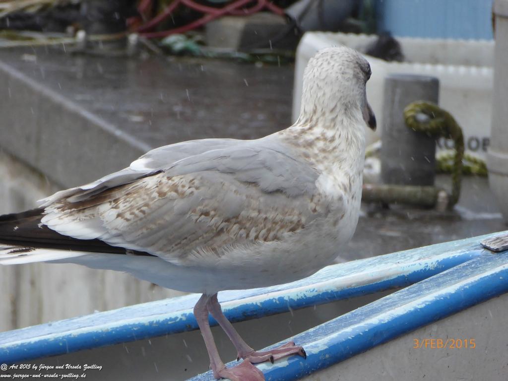 Philosophische Bildwanderung Timmendorfer Strand - Brodtener Steilufer - Travemünde Ostsee