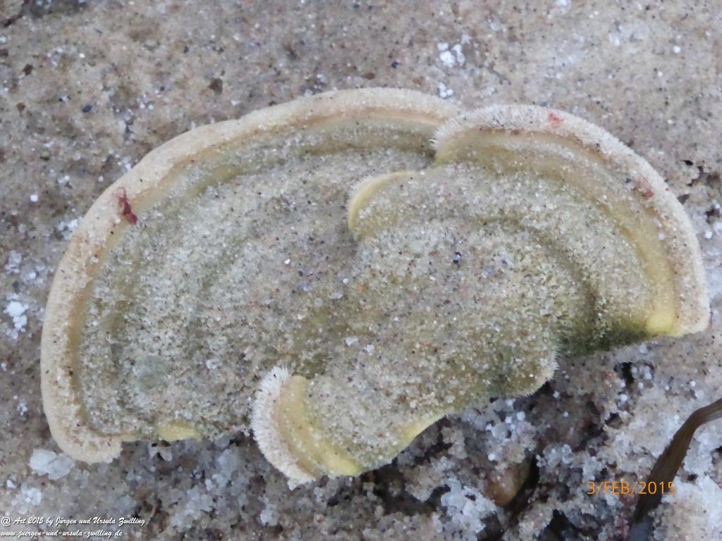 Philosophische Bildwanderung Timmendorfer Strand - Brodtener Steilufer - Travemünde Ostsee