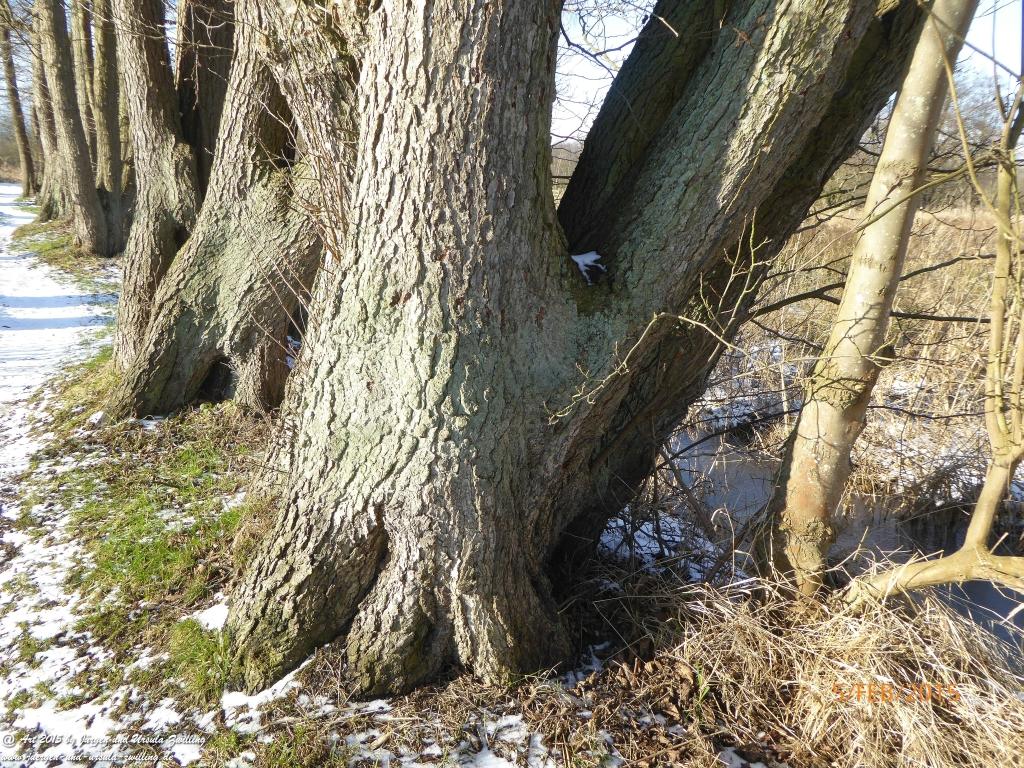 Philosophische Bildwanderung Hemmelsdorfer See - Vogelpark Niendorf - Timmerdorferstrand - Ostsee