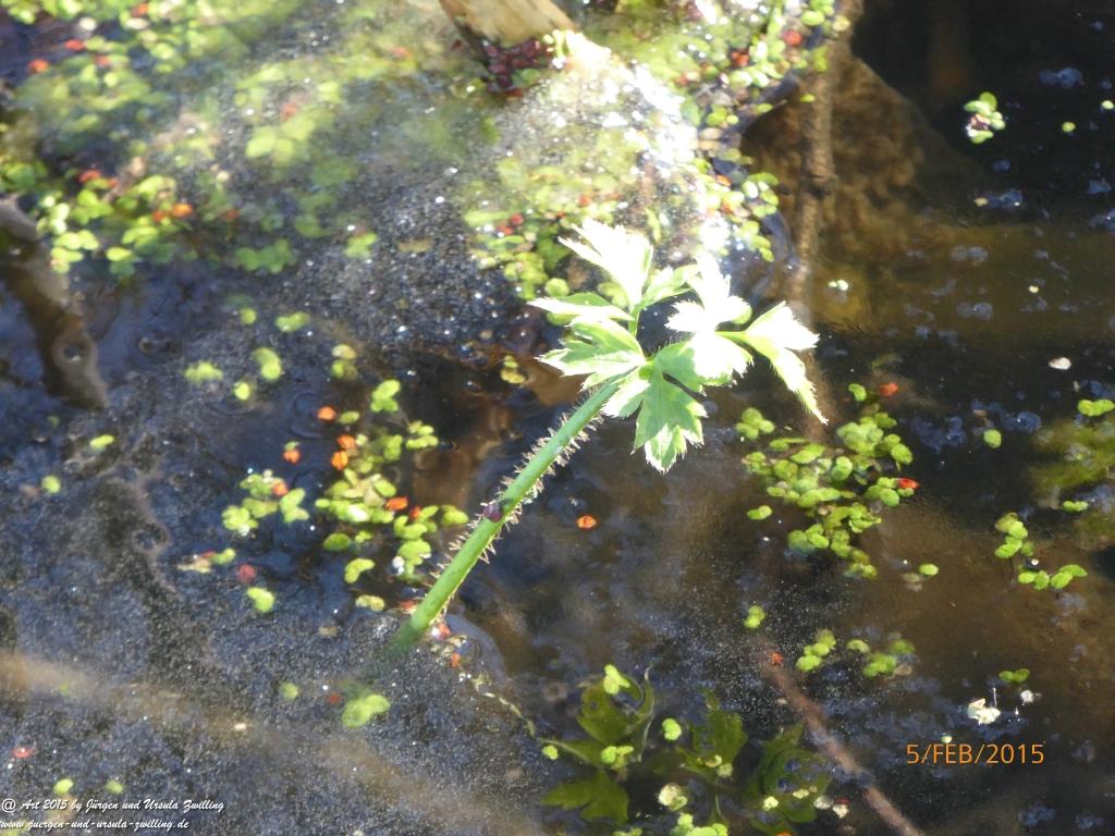 Philosophische Bildwanderung Hemmelsdorfer See - Vogelpark Niendorf - Timmerdorferstrand - Ostsee