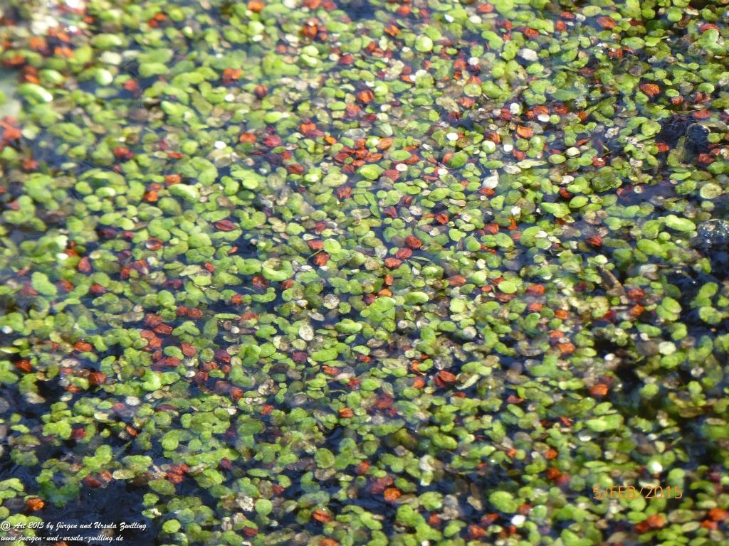Philosophische Bildwanderung Hemmelsdorfer See - Vogelpark Niendorf - Timmerdorferstrand - Ostsee