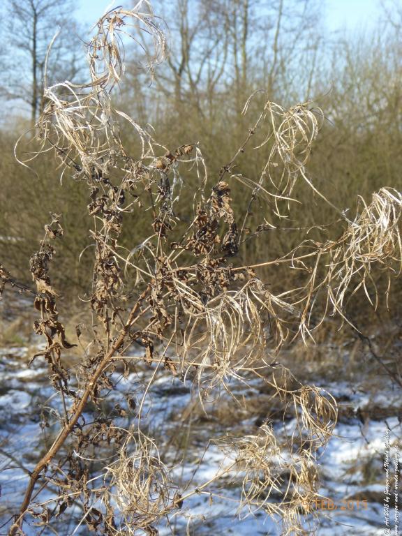 Philosophische Bildwanderung Hemmelsdorfer See - Vogelpark Niendorf - Timmerdorferstrand - Ostsee