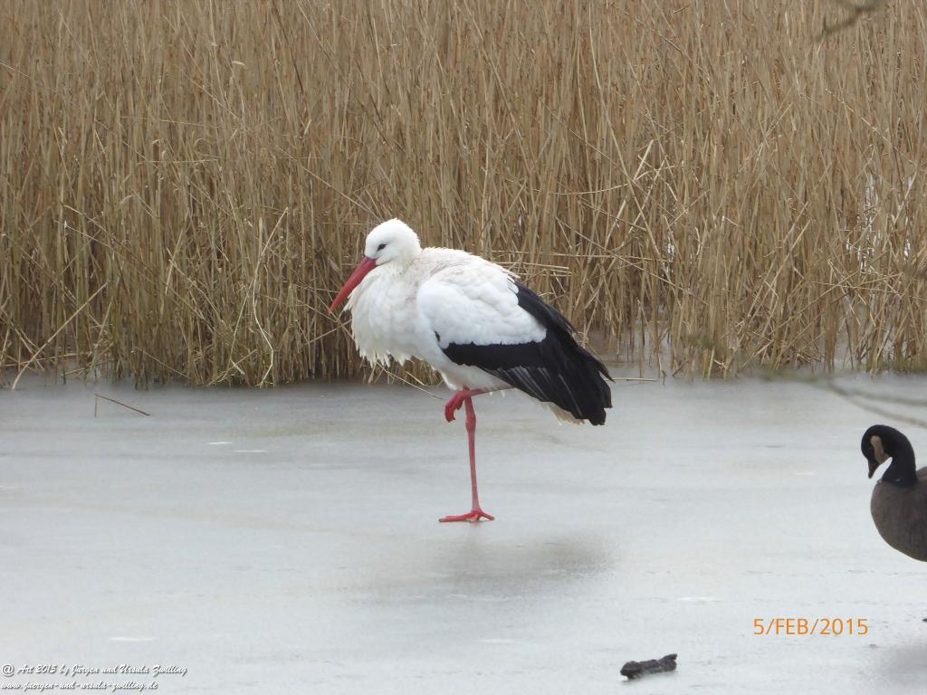 Philosophische Bildwanderung Hemmelsdorfer See - Vogelpark Niendorf - Timmerdorferstrand - Ostsee